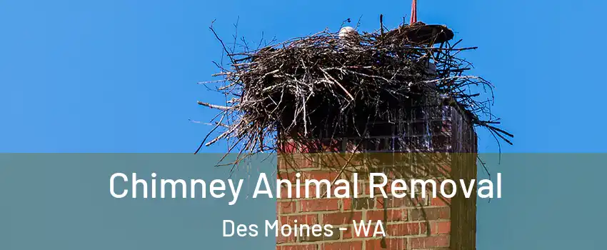 Chimney Animal Removal Des Moines - WA