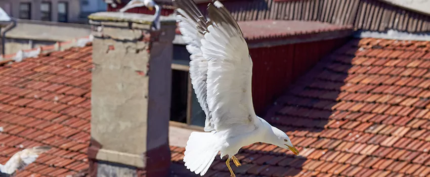 Residential Chimney Animal Removal Solution in Des Moines, WA