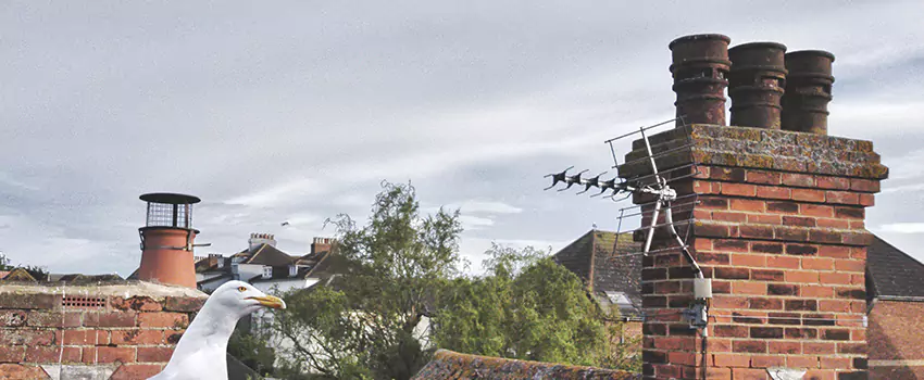 Chimney Cleaning And Restoration in Des Moines, Washington